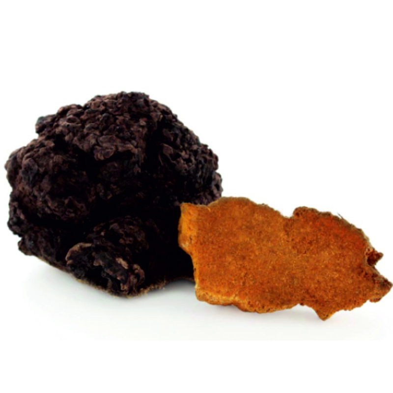 Chaga Pilze Immunsystem